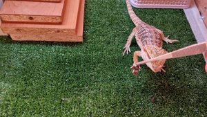 Бородатая агама ест