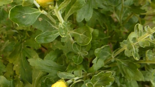 Хризантема цветущая летом.Жёлтая. смотреть онлайн