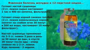 Сушеница. При язвенной болезни желудка