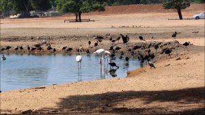 Африка в отдельно взятом зоопарке Израиля