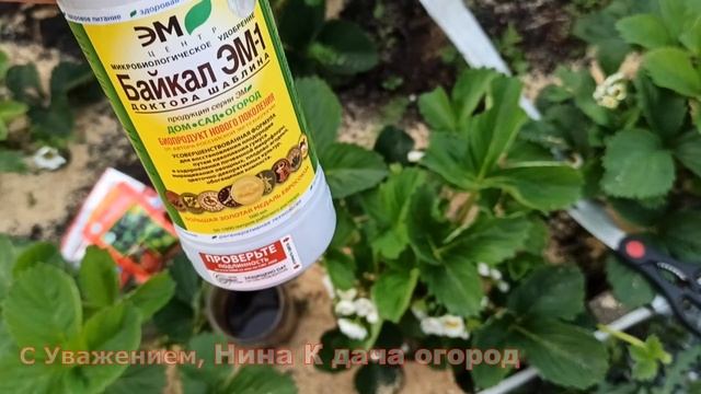 5 ПОДКОРМОК ДЛЯ КЛУБНИКИ! КОРМЛЮ КЛУБНИКУ ВО ВРЕМЯ ЦВЕТЕНИЯ И ПЛОДОНОШЕНИЯ! ЯГОДА КРУПНАЯ И СЛАДКАЯ