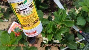5 ПОДКОРМОК ДЛЯ КЛУБНИКИ! КОРМЛЮ КЛУБНИКУ ВО ВРЕМЯ ЦВЕТЕНИЯ И ПЛОДОНОШЕНИЯ! ЯГОДА КРУПНАЯ И СЛАДКАЯ
