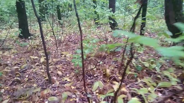 Сеженский. Где вы, грибы? смотреть онлайн