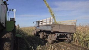 Уборка кукурузы на силос Заготовка зеленной массы