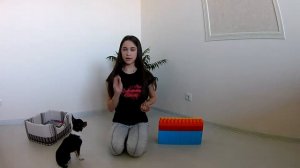 Дрессировка чихуахуа Сони