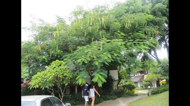 Путешествие в ТайЛанд смотреть онлайн