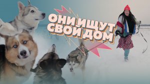 Стать хозяином собаки! Рада Русских в приюте хаски