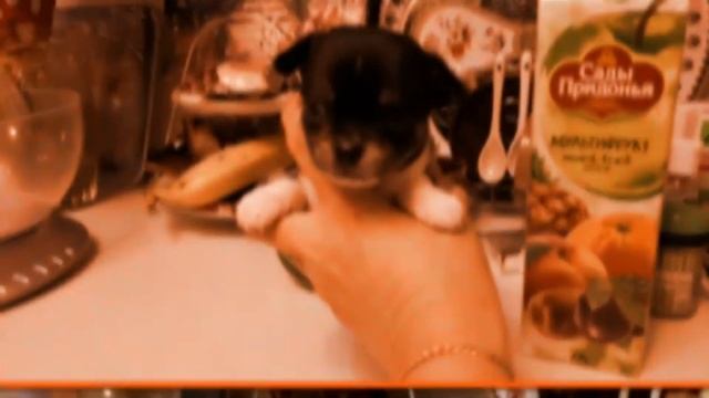 25 дней от роду щенкам породы русский той и 26- щенкам чихуахуа. смотреть онлайн