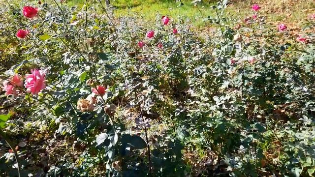 Ноябрь...а розы цветут себе...Санаторий "Манкент". смотреть онлайн