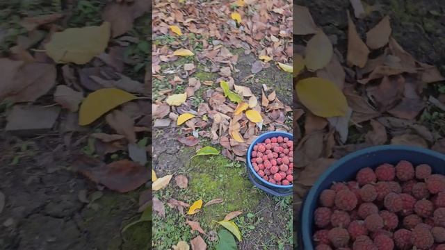 2023г ? Ингушетии 17 ноября собираем кудранию,это клубничное дерево. ? смотреть онлайн