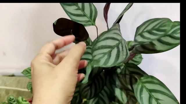 Ctenanthe Care, Ctenanthe Burl Marxii , Amagris, Setosa | The Practical Gardener смотреть онлайн