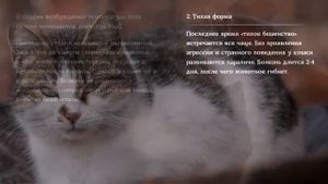 Бешенство у кошек-признаки заболевания,опасность