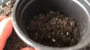 366.Мои маленькие адениумы. Пересадка в новые горшки.