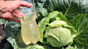 Вы даже не представляете что творит валерьянка с капустой! Срочно дайте вашей капусте валерьянку!