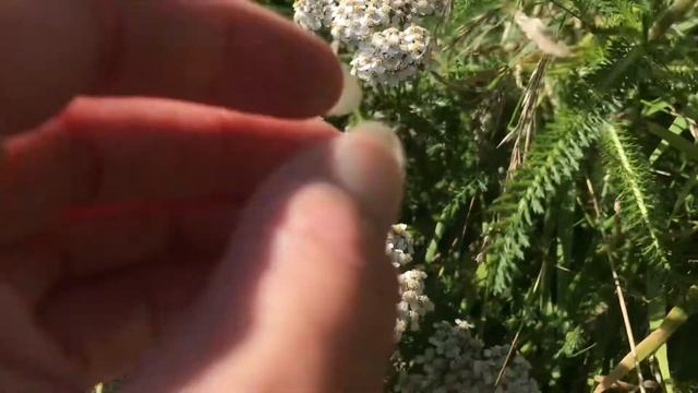 Yarrow, Achillea millefolium, healing properties and identification.