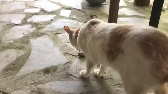 Кошки мышки, мышь притворилась мертвой смотреть онлайн