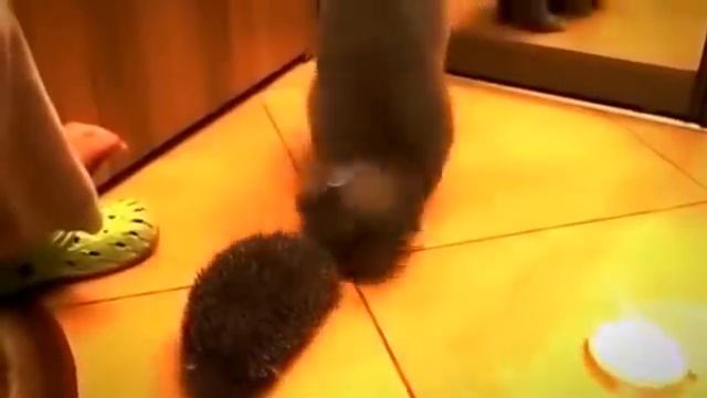 Истории о животных [Animal way]