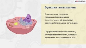 17. Клет. теория. Многообраз. клеток. Строение клеток эукариот