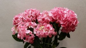 ОБЗОР НОВИНОК ГОРТЕНЗИЙ. КАМПИНА БЛЮ. КАМПИНА ПИНК.  OVERVIEW OF HYDRANGEAS. CAMPINA BLUE AND PINK.