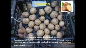 Картофель. Сорта и описание