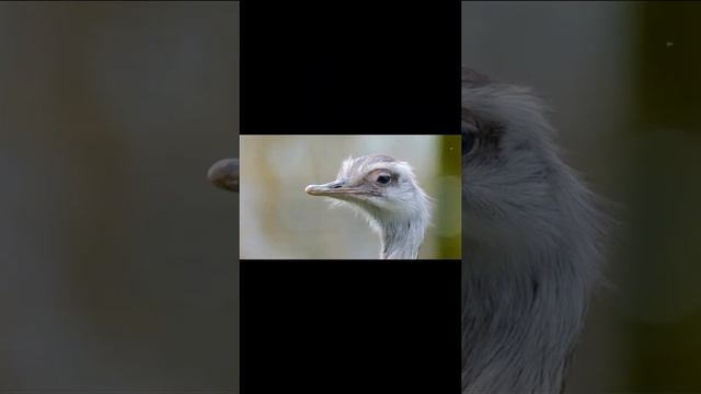 [МОЩНЫЙ ФОНАРЬ] для рыбалки и не только! [shorts] смотреть онлайн