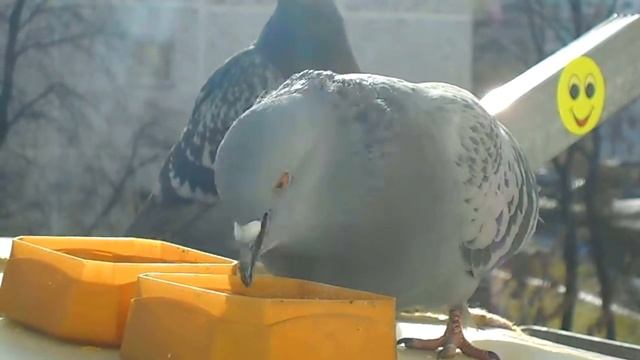 ЗАВТРАК РОМАШКИ в МОРОЗНОЕ УТРО! смотреть онлайн