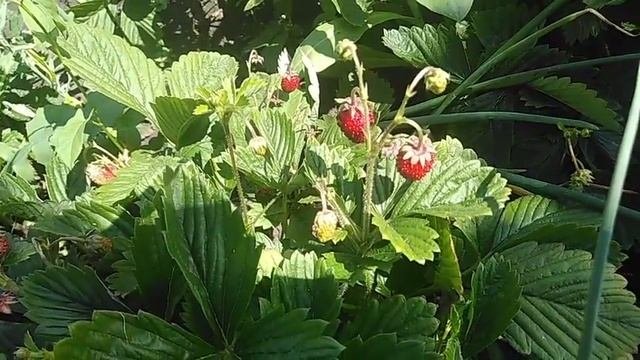 Земляника из семян. Результат.