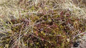 ООПТ Болото Ламмин-Суо: НЕ ХОДИТЕ ТУДА!