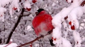 ШАНСОН.СНЕГИРИ...