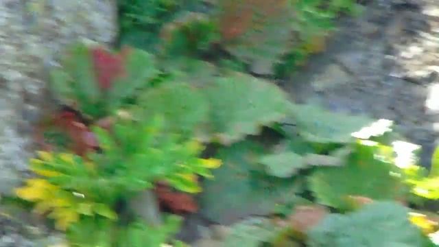 Каменная Куропатка (Кеклик) в Таджикистане 2020. Шикори Кабк дар Кухои Бадахшон 2020 Keklik in Tjk смотреть онлайн