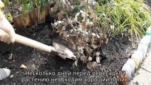 Пересадка роз осенью на другое место