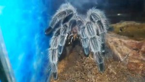 Чилийский розовый птицеед - Grammostola rosea