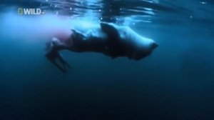 Суперхищники Большая белая акула