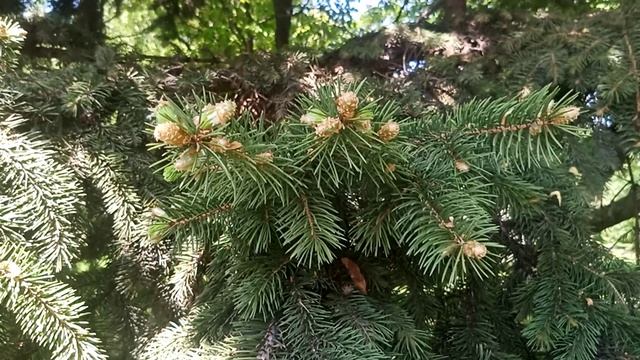 Интересные факты о шишках.