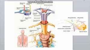 Эпидуральная стимуляция спинного мозга