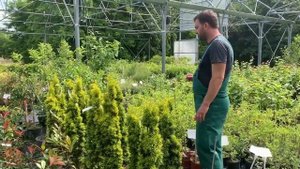 Arany oszlopos tiszafa (Taxus baccata 'Fastigiata Aurea')