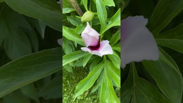 Пион Кора Луиза (Paeonia Cora Louise).