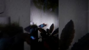 Пецилия микимаус неоновые.