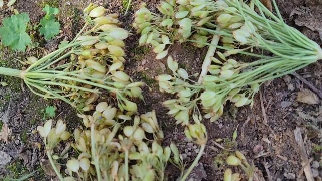 Белые семена борщевика Сосновского без структуры семечка смотреть онлайн