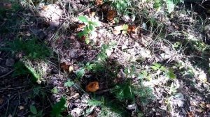 нашла волоконницу и мокрухи с паутинниками