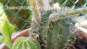 Кактус Эхинопсис Белоцветковый.