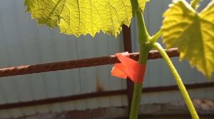 @brail31✂️Тапенер для подвязки растений