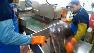 РЫБАЛКА НА ПАЛТУСЕ - МЕЧТА РЫБАКА!