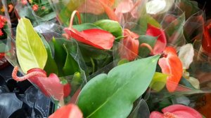 ☃️АШАН⚘ЦВЕТЫ?