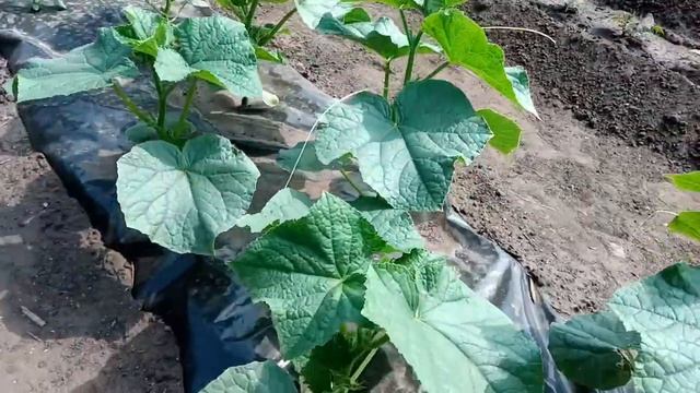 Сажаю огурцы без полива весь зезон часть2 смотреть онлайн