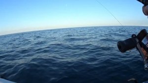 Рыбалка на Черном море. Ловля ставриды у берегов Сочи.