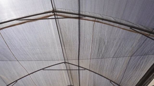 Выращивание перца Израиль смотреть онлайн