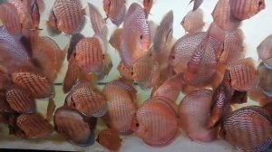 Discus Novosibirsk.