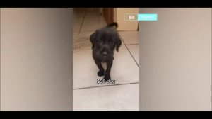 Приколы с животными. Подборка приколов с животными. Смешные коты