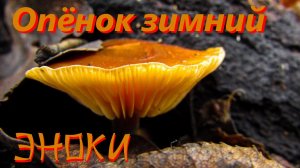 Зимние опята - заготовки к новому году